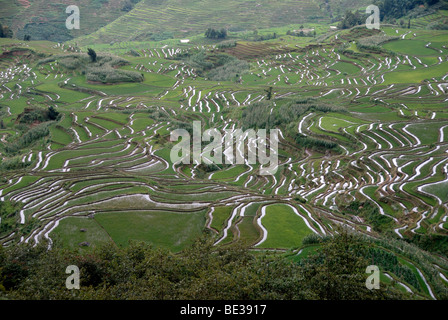 Reisfelder am Hang, Reisterrassen, Yuanyang Xinji, Yunnan Provinz, Volksrepublik China, Asien Stockfoto