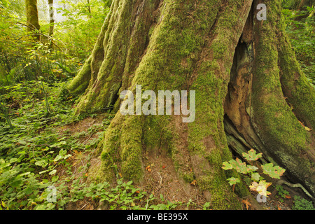 Alte Western Red Cedar in Westküste gemäßigten Regenwald-Goldstream Provincial Park, Victoria, Britisch-Kolumbien, Kanada Stockfoto