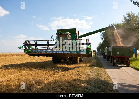 Mähdrescher geerntete Weizen zu füllen, in einen Anhänger, Wetterau, Hessen, Deutschland, Europa Stockfoto