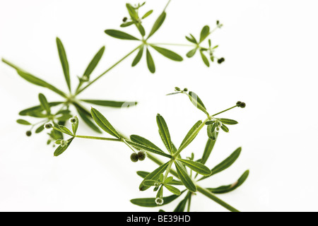 Hackmesser, Clivers, Klettenlabkraut, Stickywilly, Stickyweed, Catchweed, Robin-Lauf-der-Hecke oder Coachweed (Galium Aparine) Stockfoto