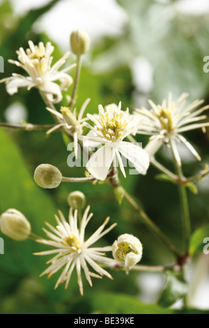 Clematis-Blüten Stockfoto