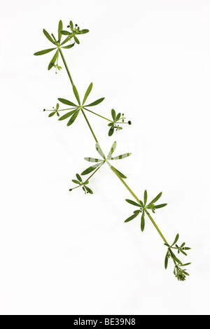 Hackmesser, Clivers, Klettenlabkraut, Stickywilly, Stickyweed, Catchweed, Robin-Lauf-der-Hecke oder Coachweed (Galium Aparine) Stockfoto