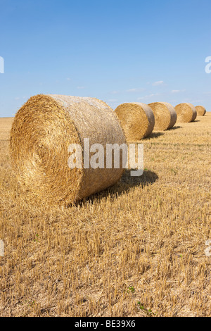 Strohballen gebündelt auf einem frisch gemähten Feld, Wetterau, Hessen, Deutschland, Europa Stockfoto