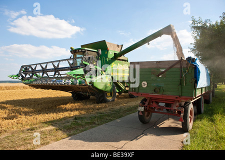 Mähdrescher geerntete Weizen zu füllen, in einen Anhänger, Wetterau, Hessen, Deutschland, Europa Stockfoto