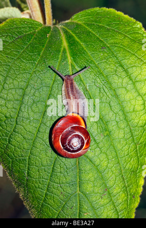 Brown-lippige Schnecke, Grove Schnecke (Bänderschnecken Nemoralis) Stockfoto