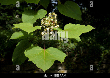 Catalpa Bignonioides Aurea Stockfoto