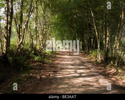 Ein Wald Wanderweg in das Becken des Teufels Punchbowl. Hindhead. Surrey. VEREINIGTES KÖNIGREICH.  (48) Stockfoto