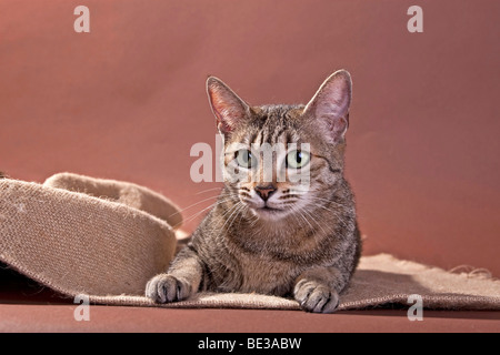 Ägyptische Mau Katze, Bronze, liegend Stockfoto