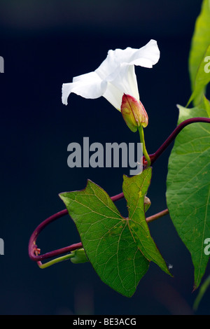 Blüte größer Ackerwinde, Hedge Ackerwinde, Rutland Schönheit (Calystegia Sepium SSP. Sepium, Convolvulus Sepium) Stockfoto