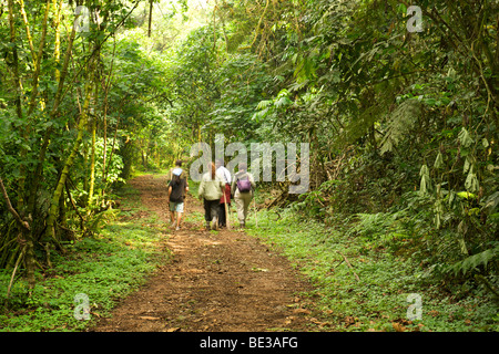 Touristen, die in den Wäldern des Bwindi Impenetrable National Park im Süden Ugandas. Stockfoto