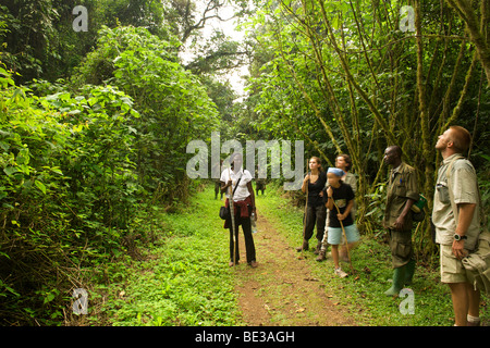 Touristen, die in den Wäldern des Bwindi Impenetrable National Park im Süden Ugandas. Stockfoto