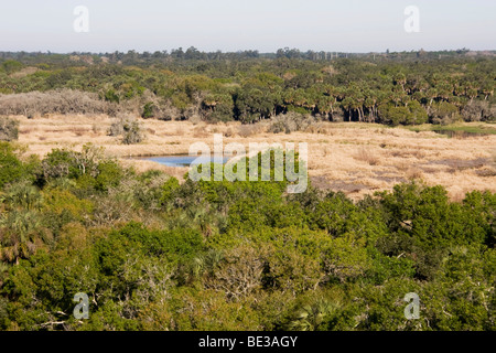 Blick auf Palmen und Wald im Myakka River State Park, Sarasota, Florida, USA Stockfoto