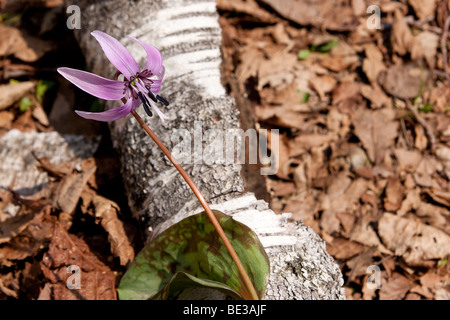 Katakuri kein Hana (Erythronium Japonicum) blühen bis in den bergigen Wäldern des Togakushi, Japan Stockfoto