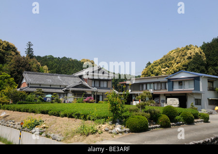 Teeplantagen, Teegärten, mit traditionellen Bauernhäusern, Sagara, Shizuoka Präfektur, Japan, Asien Stockfoto