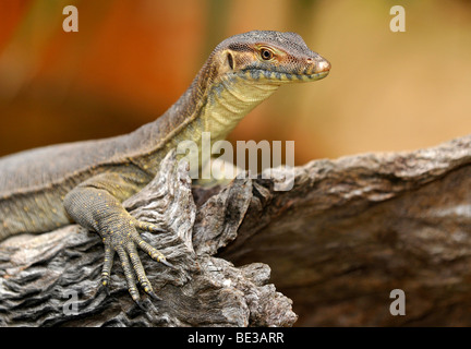 Merten Wasser-Waran (Varanus Mertensi), Queensland, Australien Stockfoto