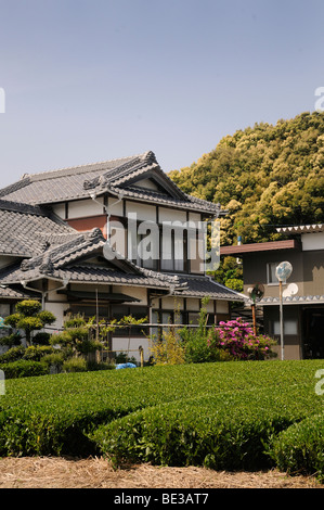 Teeplantagen, Teegärten, mit traditionellen Bauernhäusern, Sagara, Shizuoka Präfektur, Japan, Asien Stockfoto