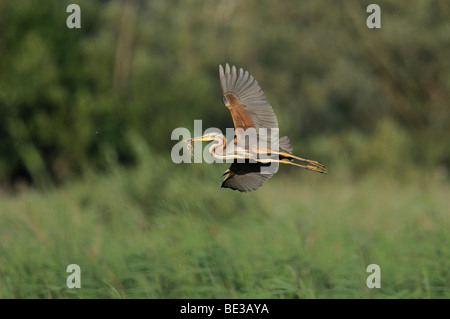 Purpurreiher (Ardea Purpurea) Stockfoto