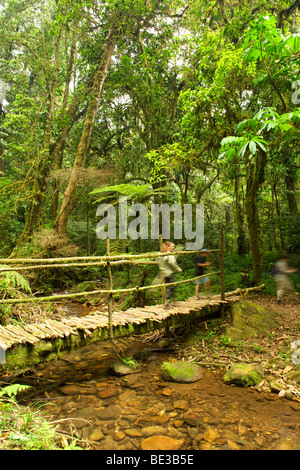 Touristen, die in den Wäldern des Bwindi Impenetrable National Park im Süden Ugandas. Stockfoto