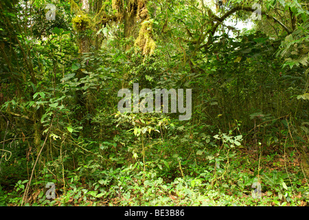 Blick auf die Vegetation in den Wäldern des Bwindi Impenetrable National Park im Süden Ugandas. Stockfoto