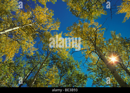 Ein Wurm Blick auf amerikanische Espe (Populus Tremuloides) und Himmel im Herbst, Colorado uns Stockfoto