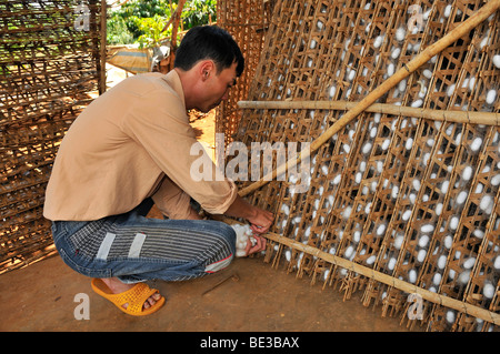 Seidenraupenzucht, Seide, Landwirtschaft, Seide, die von einem Mann von Hand, Dalat, Hue, Vietnam, Asien Kokons geerntet werden Stockfoto