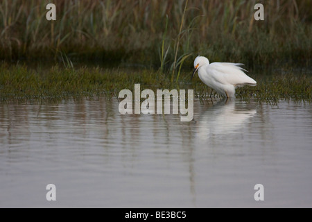 Snowy Silberreiher (Egretta unaufger) in Palo Alto Baylands Preserve, Kalifornien, USA Stockfoto