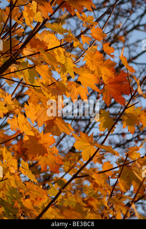 Mass of beautiful golden orange autumn Maple (Acer) leaves growing on tree branches against blue sky at Richmond-upon-Thames, Surrey, United Kingdom. Stockfoto