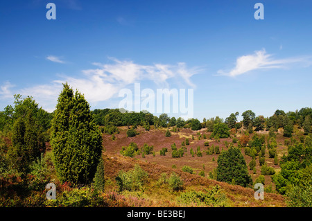 Heide mit blühenden Heidekraut (Calluna Vulgaris) und Gemeine Wacholder (Juniperus Communis), Totengrund in der Nähe von Wilsede, Lüneburg Stockfoto