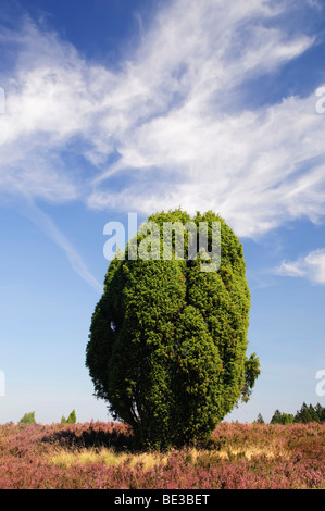 Heide mit blühenden Heidekraut (Calluna Vulgaris) und Gemeine Wacholder (Juniperus Communis), Totengrund in der Nähe von Wilsede, Lüneburg Stockfoto