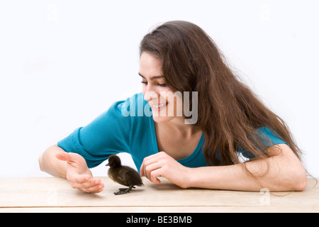 Mädchen mit einer Ente, Drake, Küken Stockfoto