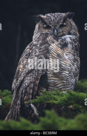 Große gehörnte Eule (Bubo Virginianus) Männchen, Point Reyes National Seashore, Kalifornien, USA Stockfoto