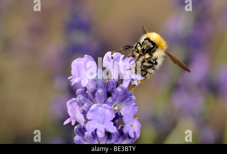 Honigbiene (Apis), Fütterung, echter Lavendel (Lavandula Angustifolia) Stockfoto
