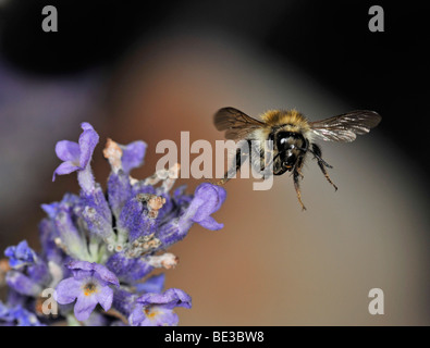 Honigbiene (Apis), fliegen weg von den echten Lavendel (Lavandula Angustifolia) Stockfoto