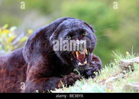 Black Panther (Panthera Pardus). Schwarze Farbe Phase des Leoparden, Knurren Stockfoto