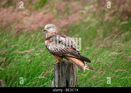 Rotmilan (Milvus Milvus) Stockfoto
