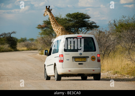 Giraffe (Giraffa Plancius) ragte aus einem Auto im Etosha Nationalpark in Namibia Stockfoto