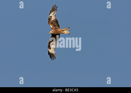 Red kite (Milvus Milvus) im Flug, von unten Stockfoto