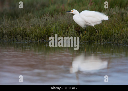 Snowy Silberreiher (Egretta unaufger) in Palo Alto Baylands Preserve, Kalifornien, USA Stockfoto