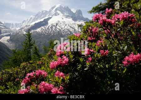 Wilde Alpenrose oder Rhododendron (Rhododendron) vor den schneebedeckten Mont Blanc-Massivs in Chamonix-Mont-Blanc, Frankreich, Europa Stockfoto