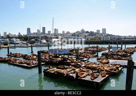 Sea Lions Basking on Wooden Docks Pier 39 San Francisco Skyline USA // SAN FRANCISCO, Kalifornien – California Seelöwen (Zalophus californianus) werden auf hölzernen Docks am Pier 39 beobachtet. Diese beliebte Touristenattraktion in San Franciscos Fisherman's Wharf District ist weithin für ihre große Population dieser Meeressäuger bekannt. Die Seelöwen kamen nach dem Loma Prieta Erdbeben von 1989 in beträchtlicher Zahl am K-Dock an und machten es als permanente Aushubstelle. Sie besetzen die Docks das ganze Jahr über, obwohl ihre Anzahl saisonal schwankt. Der Bus Stockfoto