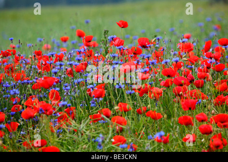 Kornblumen (Centaurea Cyanus) und Mohn (Papaver Rhoeas) Stockfoto