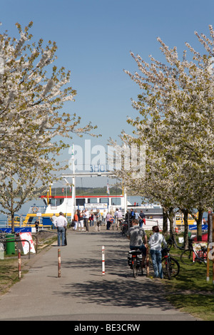 Luehe Bootssteg an der Elbe mit Liner, Cherry Blossom, Altes Land, Unterelbe, Niedersachsen, Norddeutschland, Deutschland, Stockfoto