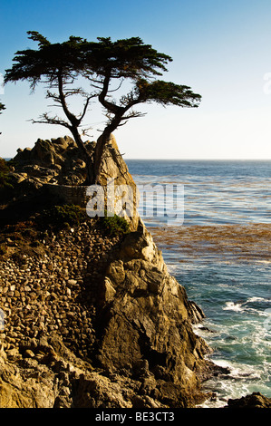 Die einsame Zypresse in Pebble Beach auf 17 Mile Drive, Pacific Grove, Kalifornien, mit Meer im Hintergrund. Stockfoto