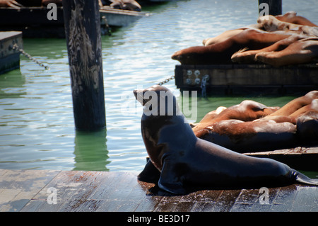 California Sea Lions Basking on Docks Pier 39 San Francisco Kalifornien // SAN FRANCISCO, Vereinigte Staaten – auf dem K-Dock am Pier 39, einer beliebten Touristenattraktion an der Küste von San Francisco, werden kalifornische Seelöwen (Zalophus californianus) gesehen. Diese Meeressäuger haben die Docks seit 1989 zu ihrem Zuhause gemacht und ziehen Besucher dazu an, ihr unverwechselbares Bellen und Mätzchen zu beobachten. Pier 39 befindet sich in der Nähe von Fisherman's Wharf, einem historischen Viertel, das für seine Fischrestaurants und Attraktionen bekannt ist. Die Seelöwen sind ein bekanntes Symbol von San Francisco, Kalifornien. Stockfoto