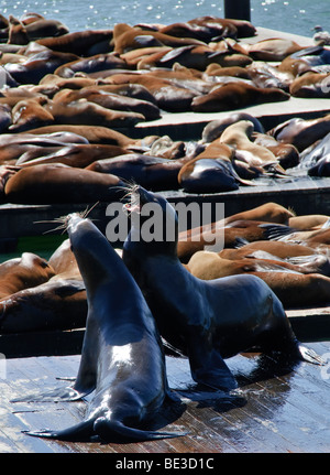 Sea Lions on Docks Pier 39 San Francisco // SAN FRANCISCO, Vereinigte Staaten – die kalifornischen Seelöwen (*Zalophus californianus*) sonnen sich am K-Dock am Pier 39, einer prominenten Touristenattraktion an der Küste von San Francisco. Diese Meeressäuger begannen 1989, die Docks in großer Zahl zu besetzen und etablierten eine ständige Präsenz. Seitdem sind sie zu einem Wahrzeichen der Stadt geworden und ziehen Besucher aus aller Welt an, um ihr Verhalten zu beobachten. Bekannt für ihr markantes Bellen, werden sie oft spielerisch nach Platz drängeln, sich sonnen oder ins Wasser tauchen gesehen. Pier 39 befindet sich im B Stockfoto