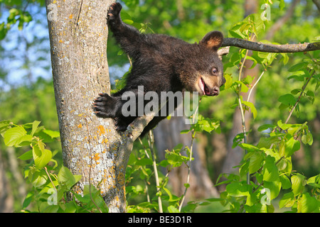 Amerikanische Schwarzbären (Ursus Americanus). Vier Monate altes Jungtier Kletterbaum um sicher zu sein. Stockfoto