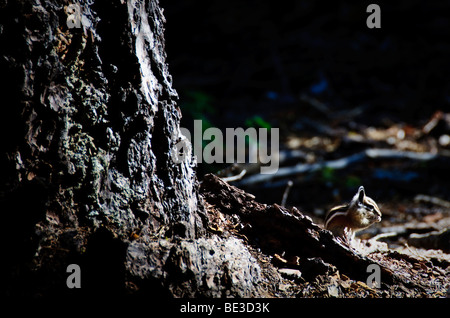 Chipmunk im Log Yosemite National Park California | YOSEMITE NATIONAL PARK, Kalifornien – Ein Chipmunk thront auf einem verwitterten Baumstamm in der Nähe von Taft Point und hält im feuchten Licht im Hochwald des Parks inne. In der Sierra Nevada leben mehrere Hackmunk-Arten, die sich durch ihre gestreiften Rücken und Wangenbeutel auszeichnen, mit denen Samen und Nahrung transportiert werden. Taft Point, der über einen Pfad durch Kiefernwälder erreicht wird, ist bekannt für seine dramatische Aussicht auf die Klippen über das Yosemite Valley. Stockfoto