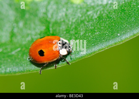 Zwei-spotted Lady Beetle (Adalia Bipunctata) Stockfoto