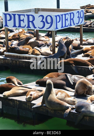 Sea Lions Basking on Docks Pier 39 San Francisco California United States // SAN FRANCISCO, California, United States — California Sea Lions (Zalophus californianus) sonnen sich auf den hölzernen Docks am Pier 39. Dieser berühmte Ort an der Uferpromenade von San Francisco ist eine beliebte Attraktion in der Nähe von Fisherman's Wharf. Nach dem Erdbeben von Loma Prieta 1989 begannen die Seelöwen am Pier 39 in beträchtlicher Zahl zu ziehen und machten es als dauerhaften Lebensraum. Diese Meeressäuger ziehen Besucher aus der ganzen Welt an, um ihr Verhalten zu beobachten und ihrem unverwechselbaren Bellen zu lauschen. Pier 39 befindet sich in Th Stockfoto