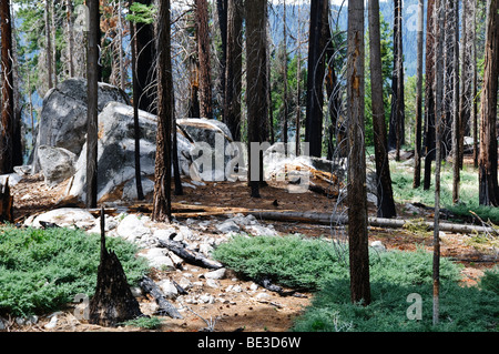 Mariposa Grove Giant Mammutbäume Yosemite National Park California // YOSEMITE NATIONAL PARK, Kalifornien – riesige Mammutbäume und andere Waldbäume sind im Mariposa Grove, Yosemite National Park, zwischen großen Granitblöcken und grünem Unterholz zu sehen. Diese alten Bäume, einige über 2.000 Jahre alt, sind ein wichtiger Bestandteil des ikonischen Mammutbaumökosystems von Yosemite. Mariposa Grove ist einer von drei riesigen Mammutbäumen in Yosemite, der sich in der Nähe des Südeingangs des Parks befindet. Es ist ein geschütztes Gebiet innerhalb des Parks, in dem diese monumentalen Bäume erhalten bleiben. Stockfoto